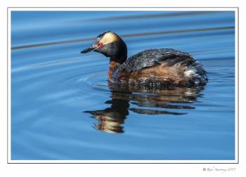 Horned Grebe 1 copy.jpg
